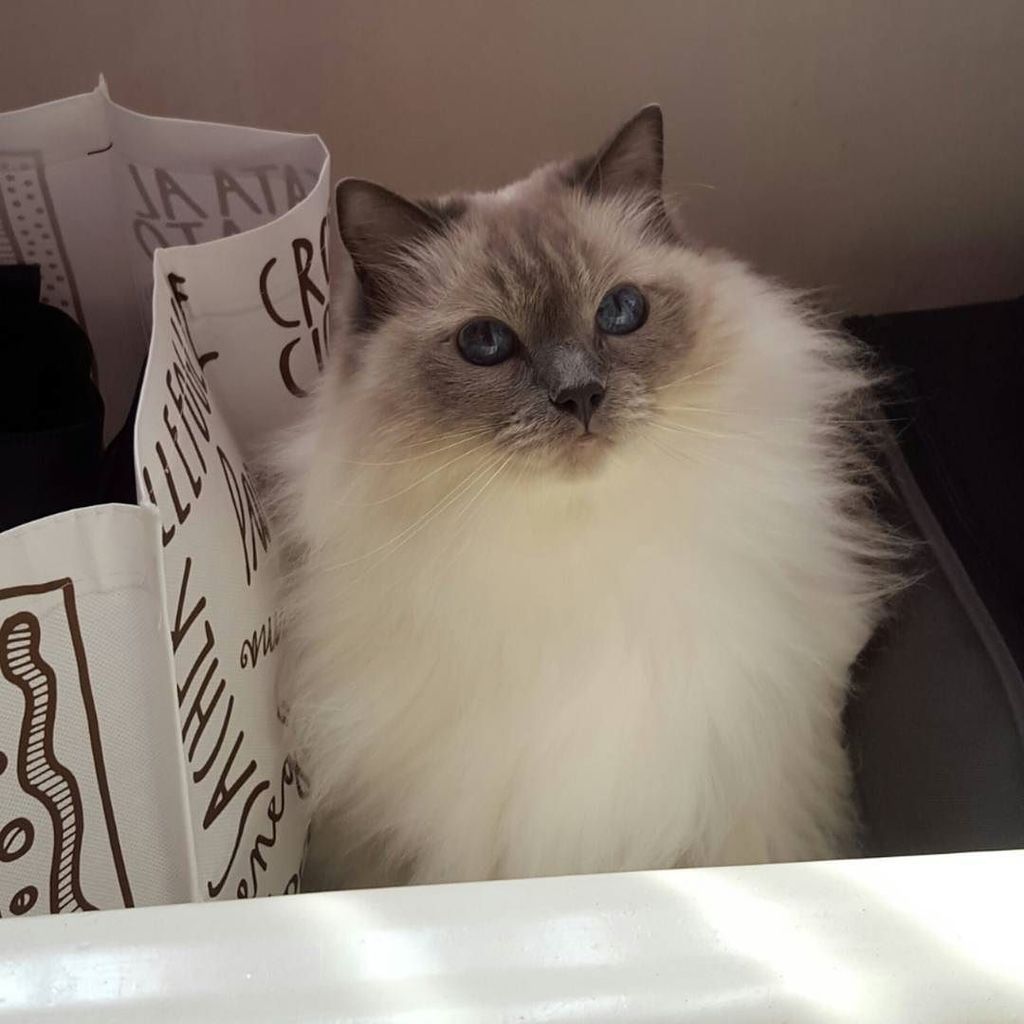 NekoIRLcom's tweet photo. #NekoIRL fedemalacarne7 loves cats! • Gli occhi di un gatto sono finestre che ci permettono di vedere dentro un alt… https://t.co/tu9B6fL62x