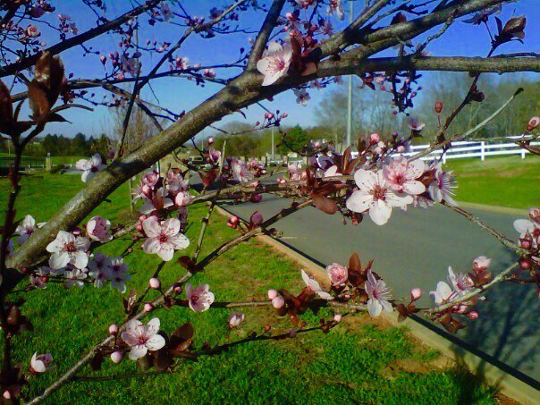 SevierFun's tweet photo. The Smoky Mountains are waking up! #SpringInTheSmokies https://t.co/UQIYUmoT9f