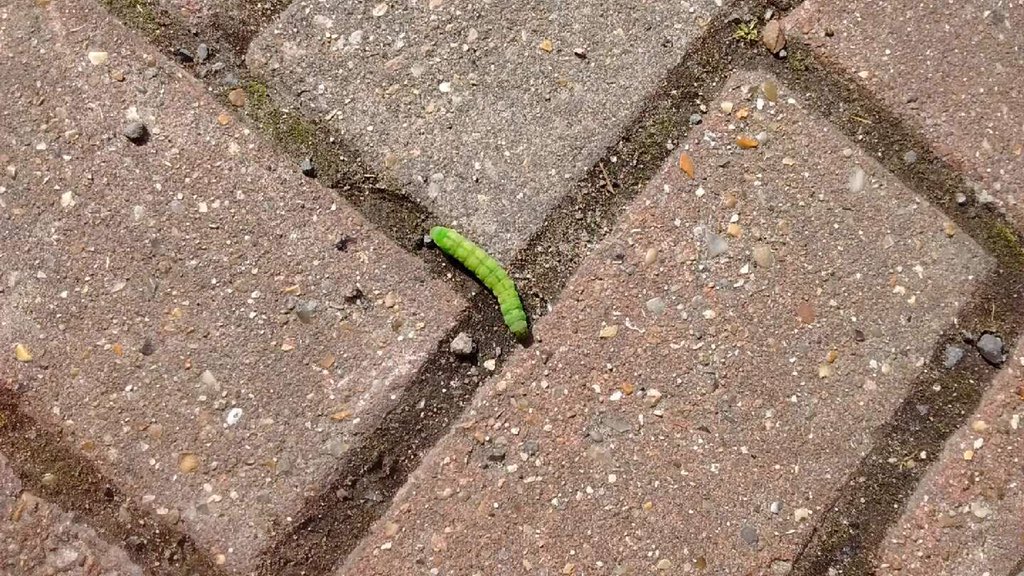 Rushing to #dine on the exciting new menu @FavershamHotel first #Faversham restaurant to get AA Rosette