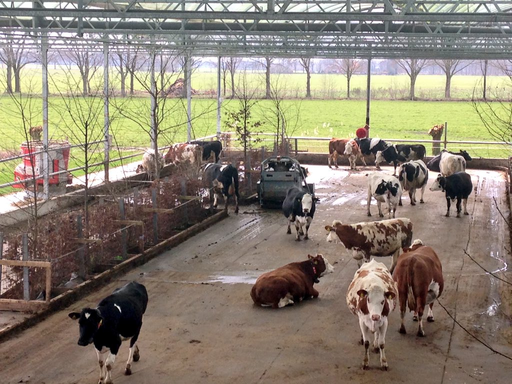 jhuitema's tweet photo. Mooie afsluiting werkbezoek landbouwcommissie @EPinNL in #koeientuin. Voorbeeld innovatie in dierenwelzijn/ milieu! https://t.co/F1EtBsX9ar