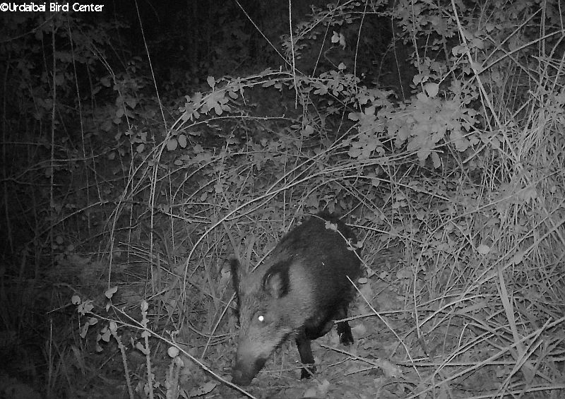 BirdCenter_'s tweet photo. Gaueko sekretuak #Basurdea / Misterios de la noche #JabalΓ / Mysteries of the night #WildBoar #Urdaibai #BirdCenter https://t.co/tAJlojJkgg