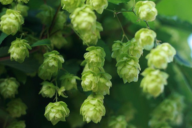 Researchers are brewing up medicines from beer #hops #beergeek bit.ly/1RpIvQS