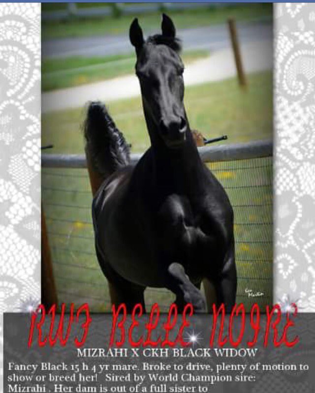 TheMorganSource's tweet image. Beautiful mare available for purchase!