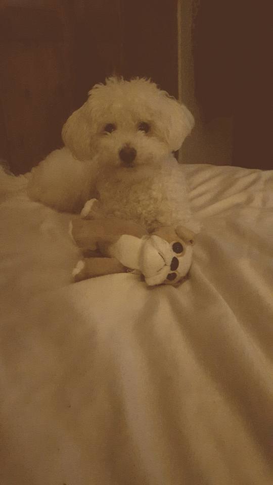 LostboxUK's tweet photo. This puppy jumped out of the car in #Southpart, Please help and keep an eye out!
https://t.co/0SpeZ1iNn3 Retweet!!! https://t.co/tCemB3tngh