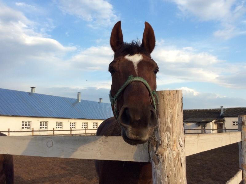 MoscowEscape's tweet image. В деревушке Крутово, что в 120 километрах от Москвы, появилась «русская Англия». «Туманный… t2p.pw/dgaW3TUo1b