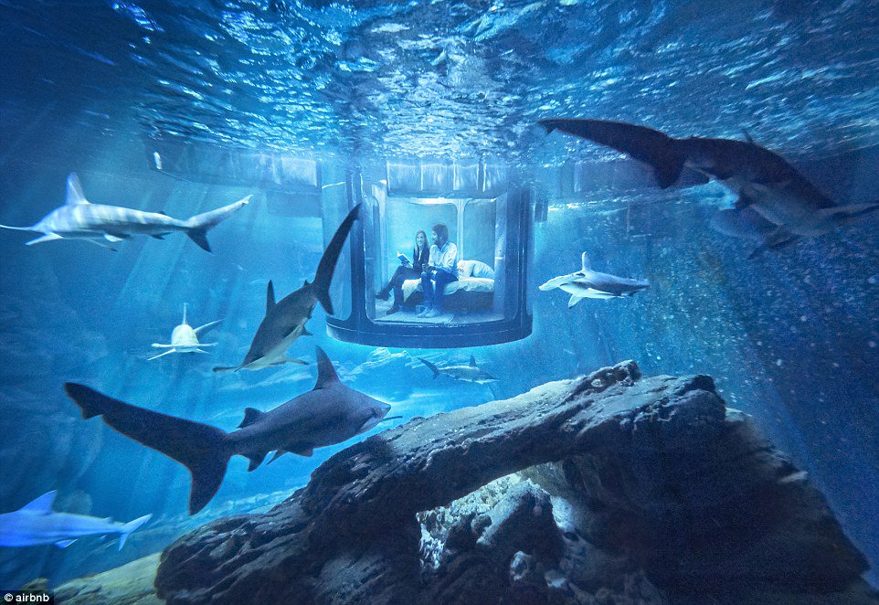 _The_Bucket_'s tweet photo. There r so many experiences out there waiting for u such as swimming with sharks see them 2day @_The_Bucket_ #Airbnb https://t.co/nDPu2mLmQP