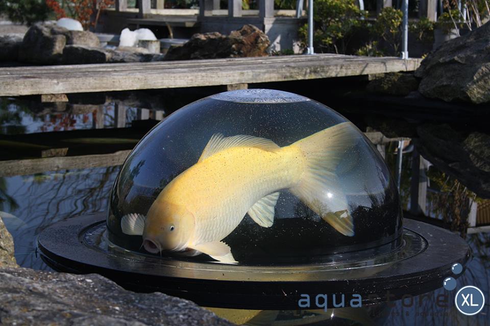 AquastoreXL's tweet photo. Een van onze prachtige #vissen in de #fishglobe van #aquaforte 
Kijk ook op onze site voor de #fishdome van #velda https://t.co/DlGe4GTB36