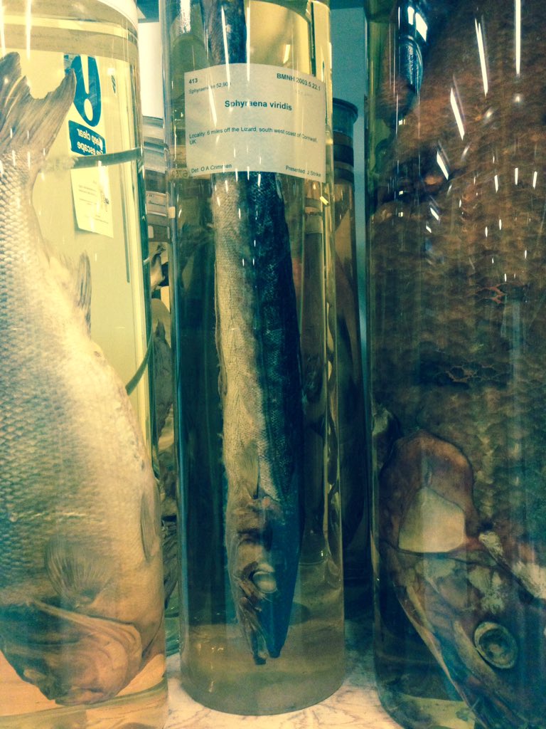 mrstwit's tweet photo. @cornwallgoodsea @CornwallNature Barracuda found #cornwalk 6 miles off the lizard - behind scenes tour @NHM_London https://t.co/Op71EHwRbv
