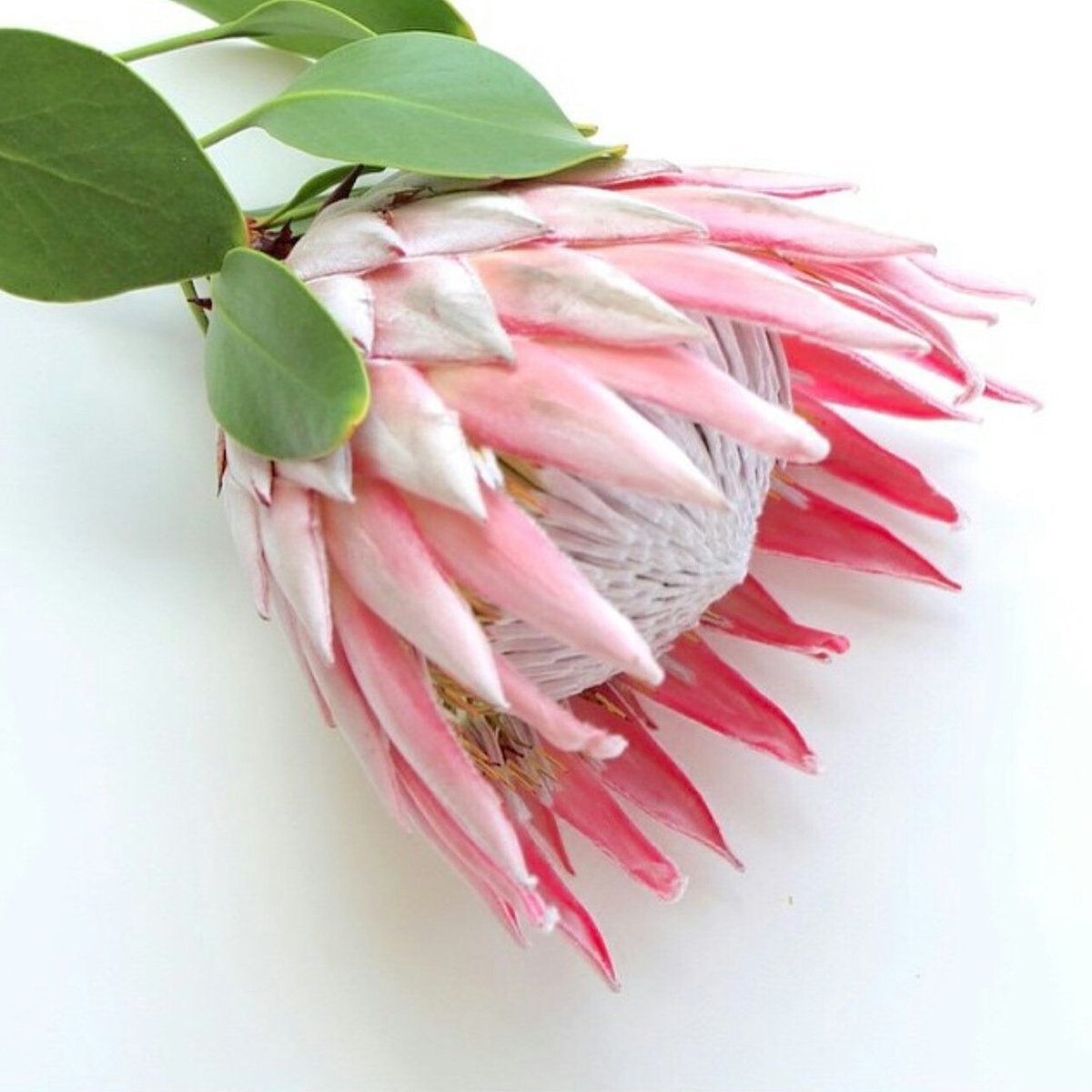 digibuddha's tweet photo. Stunning King Protea 💕image via @danibarrois #digibuddha #engaged #bridetobe https://t.co/NncoO9aknB