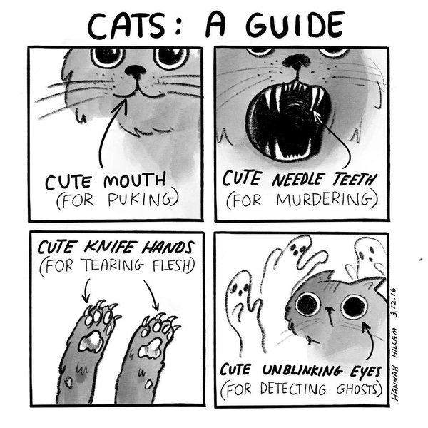 SoCuteKittens's tweet photo. Cats: A Guide https://t.co/Pbf14zC30j