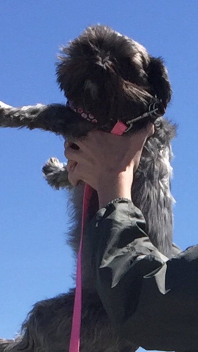 micayIa's tweet image. @lamemly #savesimba