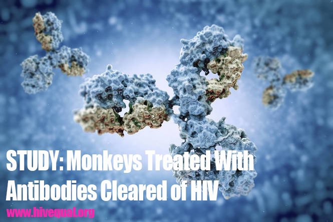 HIVequal's tweet photo. STUDY: Monkeys Treated With Antibodies Cleard of HIV. Story: https://t.co/DV6BSrow7L #HIVStudy #HIVequalOnline https://t.co/N8zJl1sRsy