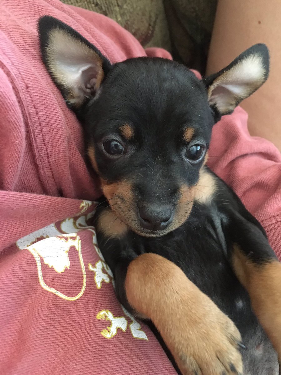 haleyglyn12's tweet photo. More Callie pics to bless your day❤️😌 https://t.co/IfWdb03z24