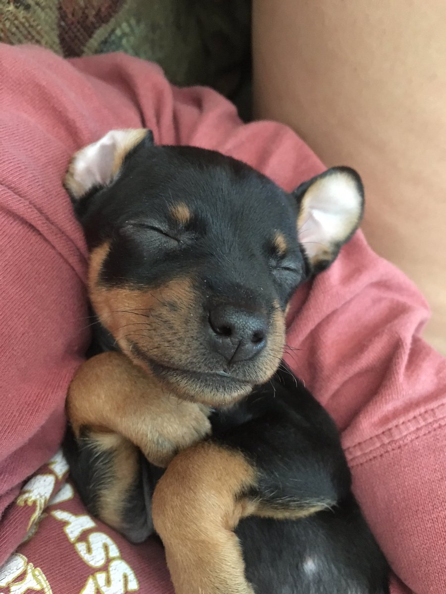 haleyglyn12's tweet photo. More Callie pics to bless your day❤️😌 https://t.co/IfWdb03z24