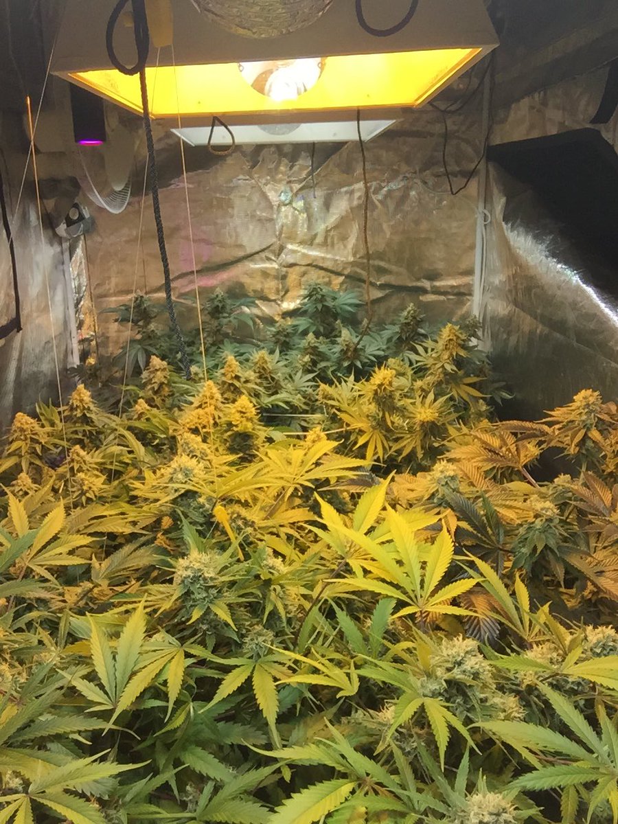 Tomorrow marks week 7 of flower. Girls are looking great. Home stretch 👌🏼 #cannabis #caregiver #medicine