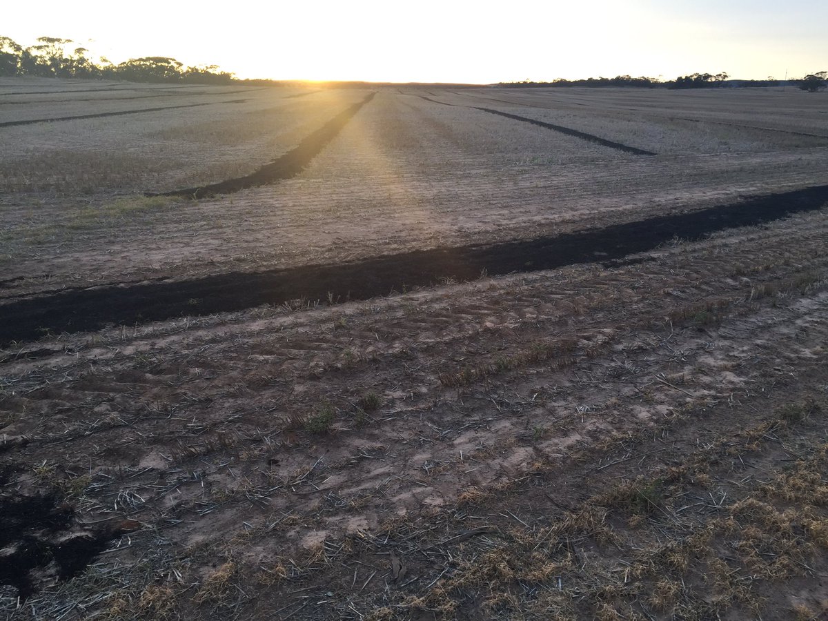 ymandiesel's tweet photo. #windrowburning for the first time, pretty chuffed with the result @guinnipig @rudigermaxpower @BrookSeal @AgCactus https://t.co/v6ffxJvp28