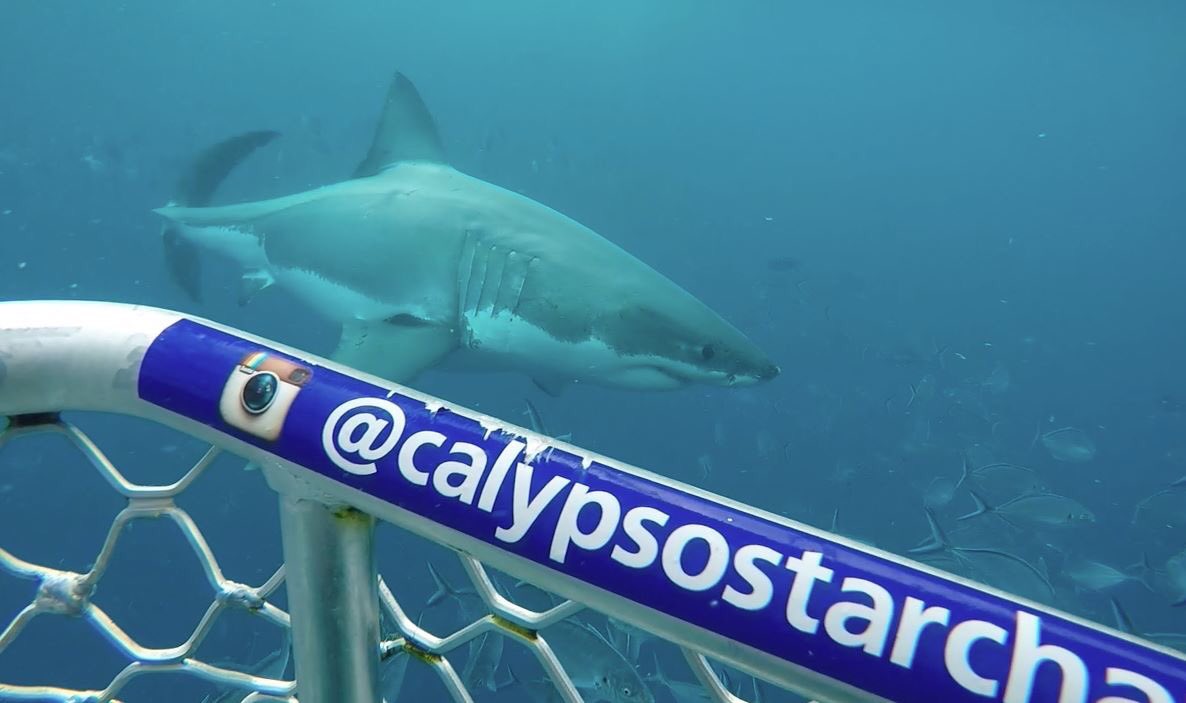 sharkcagediving's tweet photo. Some more photos from Sunday's charter. Fingers crossed today's guests &amp; crew have a great day! #shark #sharkdiving https://t.co/kRmYUBvGaF