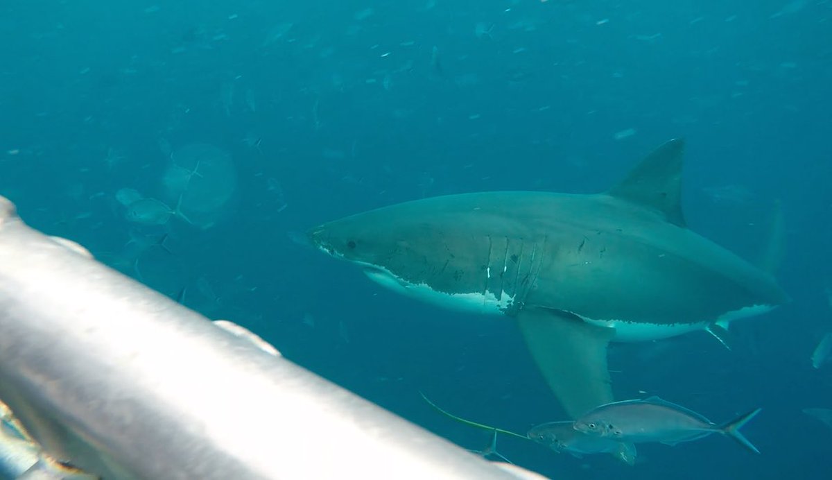 sharkcagediving's tweet photo. Some more photos from Sunday's charter. Fingers crossed today's guests &amp; crew have a great day! #shark #sharkdiving https://t.co/kRmYUBvGaF