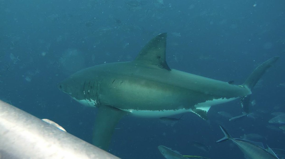 sharkcagediving's tweet photo. Some more photos from Sunday's charter. Fingers crossed today's guests &amp; crew have a great day! #shark #sharkdiving https://t.co/kRmYUBvGaF