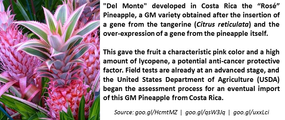 DanielNorero's tweet photo. Del Monte goes GMO-free? What will happen with the GM pineapple -with lycopene- that you are developing? @DelMonte https://t.co/fZXCuitlJZ