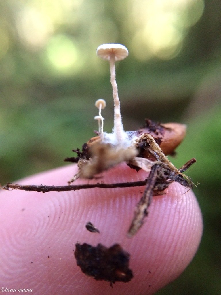 bean-mama:

Tiny enough to fit on my fingertip