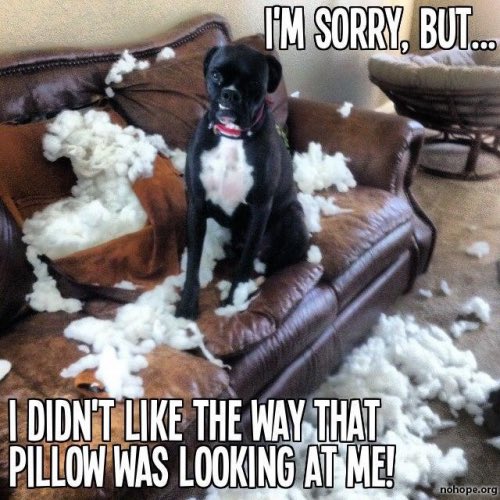 Boxer Lovers (@boxersnation) on Twitter photo 