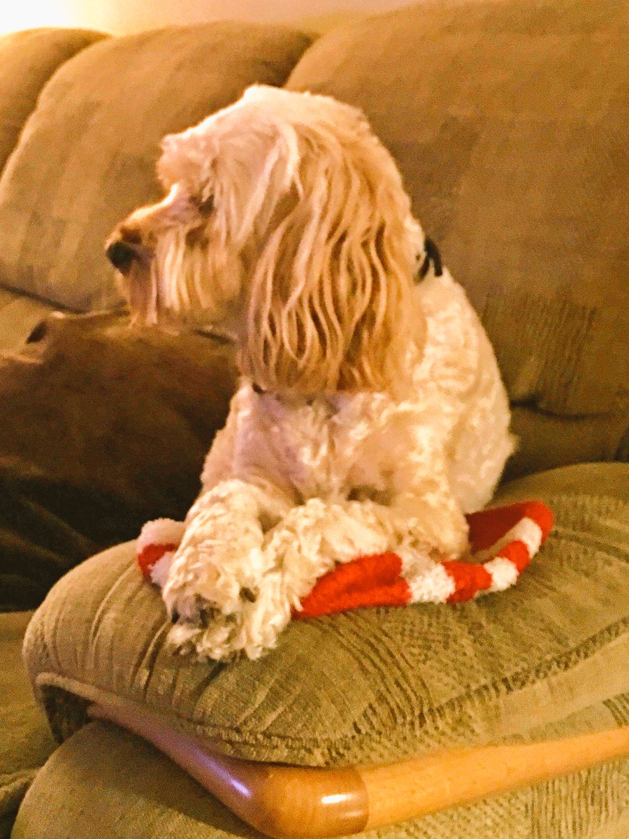 Bailey_Cockapoo's tweet image. Me, watching #TheSupervet last night 🤓