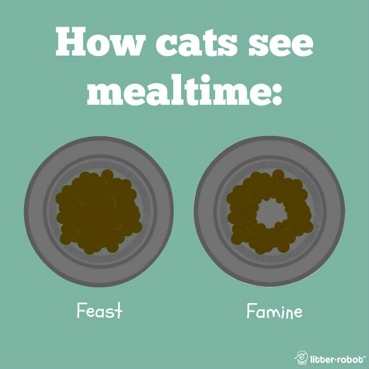 Litter_Robot's tweet photo. Purrfect logic! #catlogic https://t.co/tyxTBGjkgr