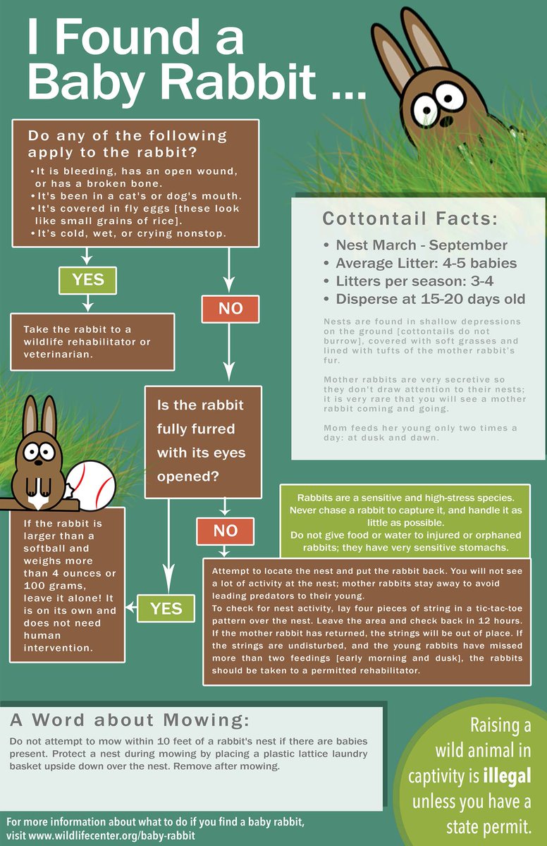 If you find a baby rabbit, do you know what to do? List of Ohio rehabilitators here: ow.ly/108NbZ