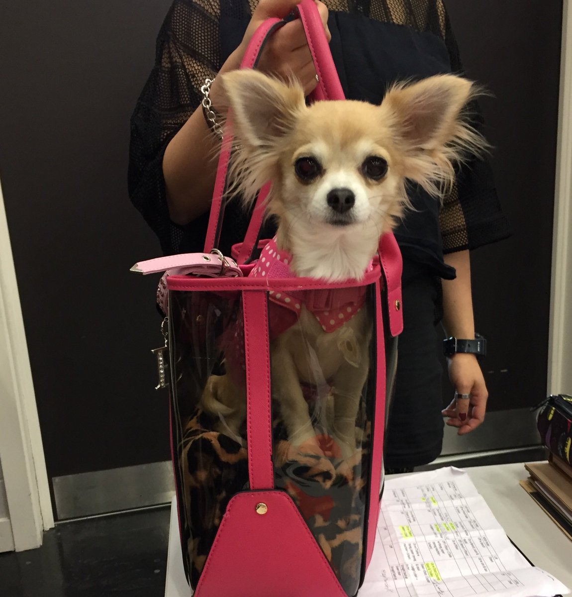 AngelMatthew6's tweet image. I had a lovely day rehearsing for Legally Blonde today #Angel🐶 @CurveLeicester @luciejones1 @NikolaiFoster