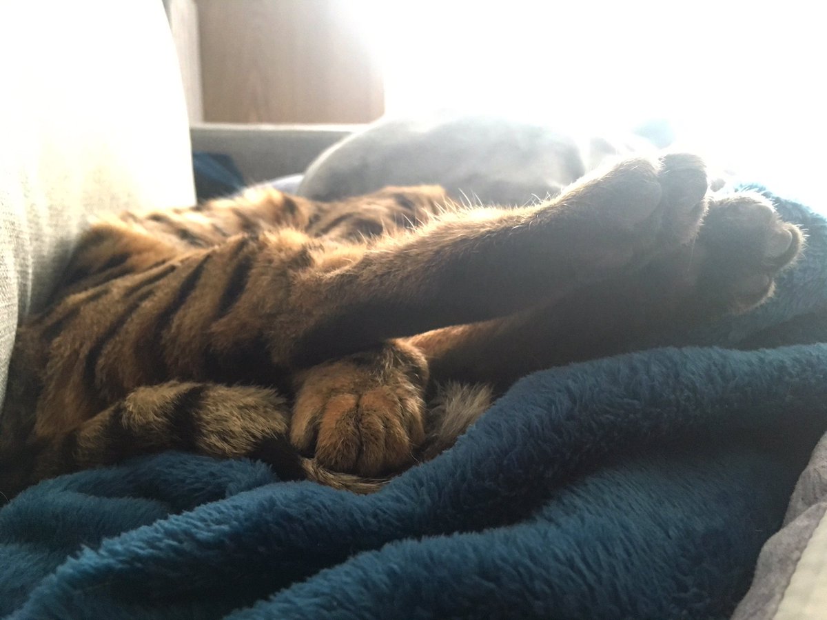 SmartGirlsBlog's tweet photo. Mignonnerie totale 😻 
#instagram #cat #chat 
https://t.co/lv1ZuzsaKV https://t.co/KibC1IO8Eb