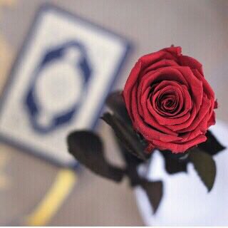 @A1994H5 🌼

كل مكسـور🌼سيجــبر

لّآٍيِتٍرٍگ🍃آٍلّلّهً 

قٍلّبُآٍ💔

 يِرٍفُرٍفُﮯ 

تٍحًتٍﮯ⛅

سَمٌآٍئهً🍃ضَآٍئعٍآٍ .🌼.★ ★