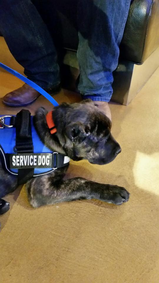 Garmonscanecorso On Twitter Beginner Service Dog Training