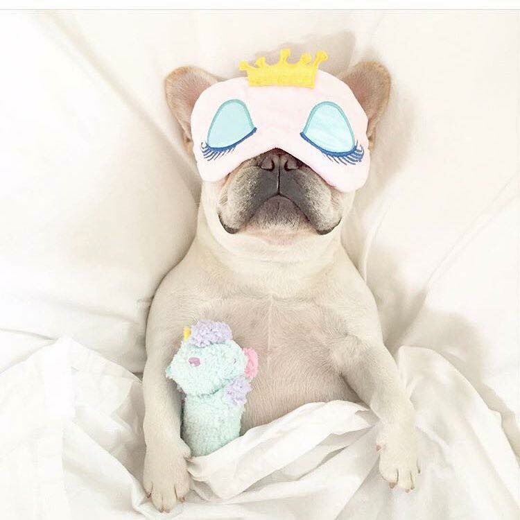 Frenchie_rescue's tweet photo. Sleep tight #Frenchies everywhere π #sleepyfrenchie #FBNROSA #FrenchBulldogLove #AdoptDontShop #DogWarriors https://t.co/psB0FRAZLO