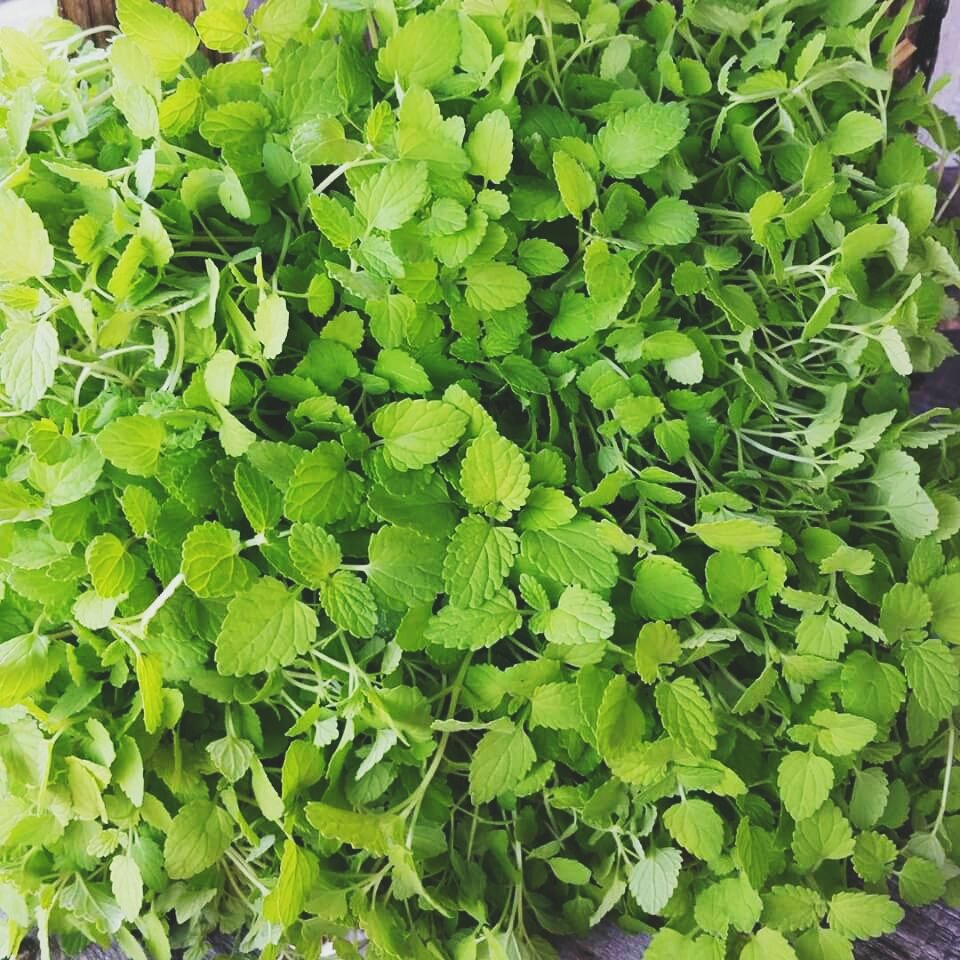FSPalmBeach's tweet photo. Nepitella on its way from Swank Farm, perfect micro green for Chef Luca's Tuscan roots #JovéPalmBeach #SwankTable https://t.co/T7cB0gFGBJ