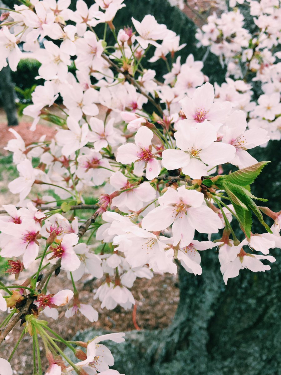 sce_tv's tweet photo. #Spring is in the air. #nature #VirginiaBeach🌸🐝 https://t.co/H9Qth2zvF8