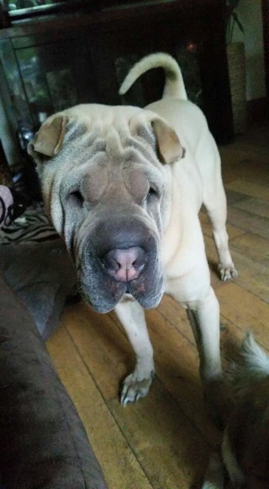 CWallbankxx's tweet photo. Still no sign of him, he's been out so long now so could be in areas surrounding blackley, please help get him home😢 https://t.co/eoJRvC6r1o
