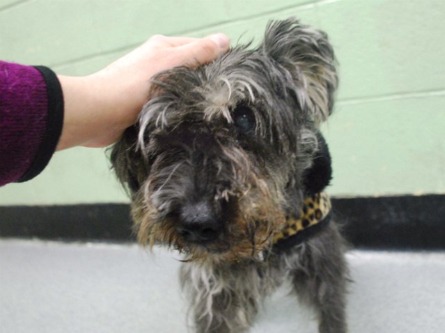 gaviota4pets's tweet photo. https://t.co/fqIXgpmyHC
2 DIE 3/31
12 Y OLD
OWN MOVED W/O ME
FRIENDLY
GENTLE LADY
#RESCUE ME
HELPDOGS@URGENTPODR.ORG https://t.co/kRsukPuIJs