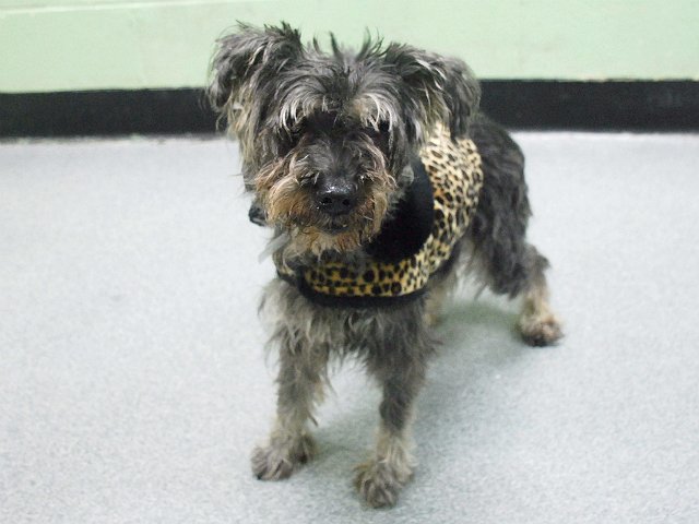 gaviota4pets's tweet photo. https://t.co/fqIXgpmyHC
2 DIE 3/31
12 Y OLD
OWN MOVED W/O ME
FRIENDLY
GENTLE LADY
#RESCUE ME
HELPDOGS@URGENTPODR.ORG https://t.co/kRsukPuIJs