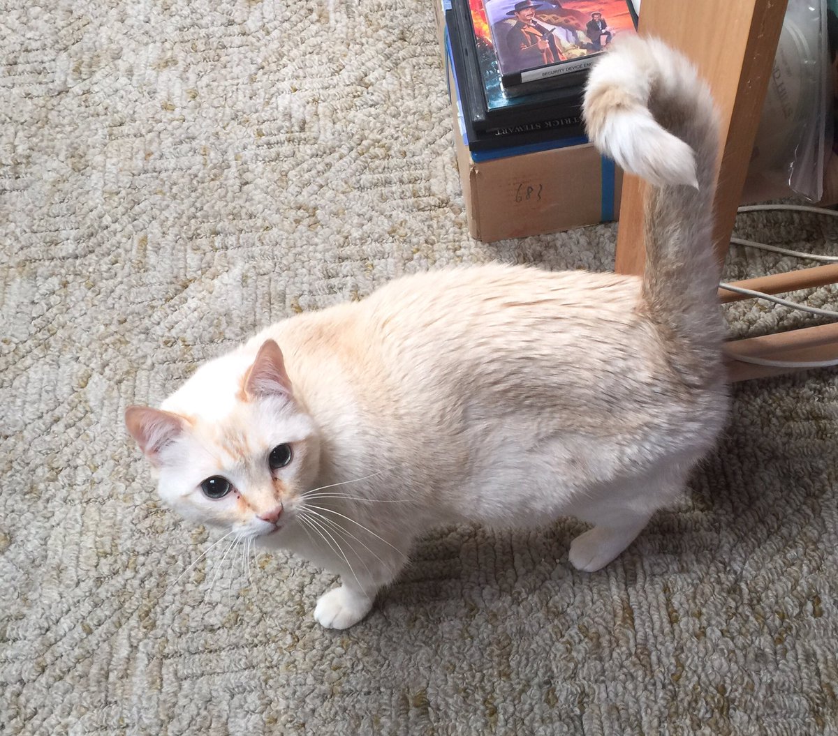 TuffyCat's tweet photo. Mew mew mew. This is my pre-nap readiness alert. Why don't you join me? *purrrrrr* #fluffyfursday https://t.co/fQpPZ0oUt3
