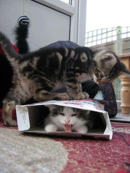 Cats rule the World! tweet media