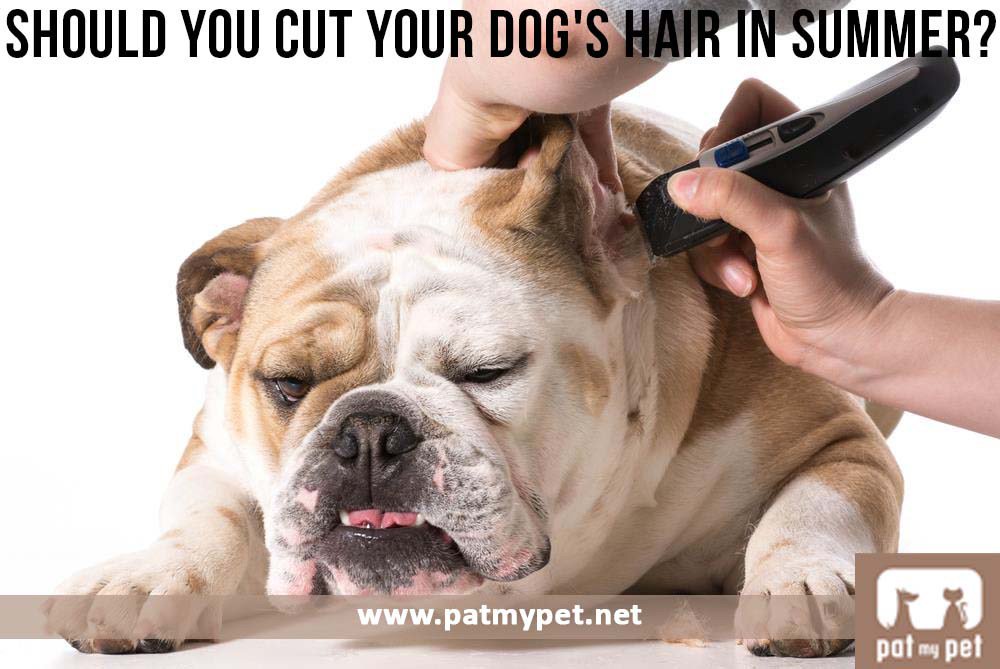 Should You Cut Your Dogs Hair In Summer