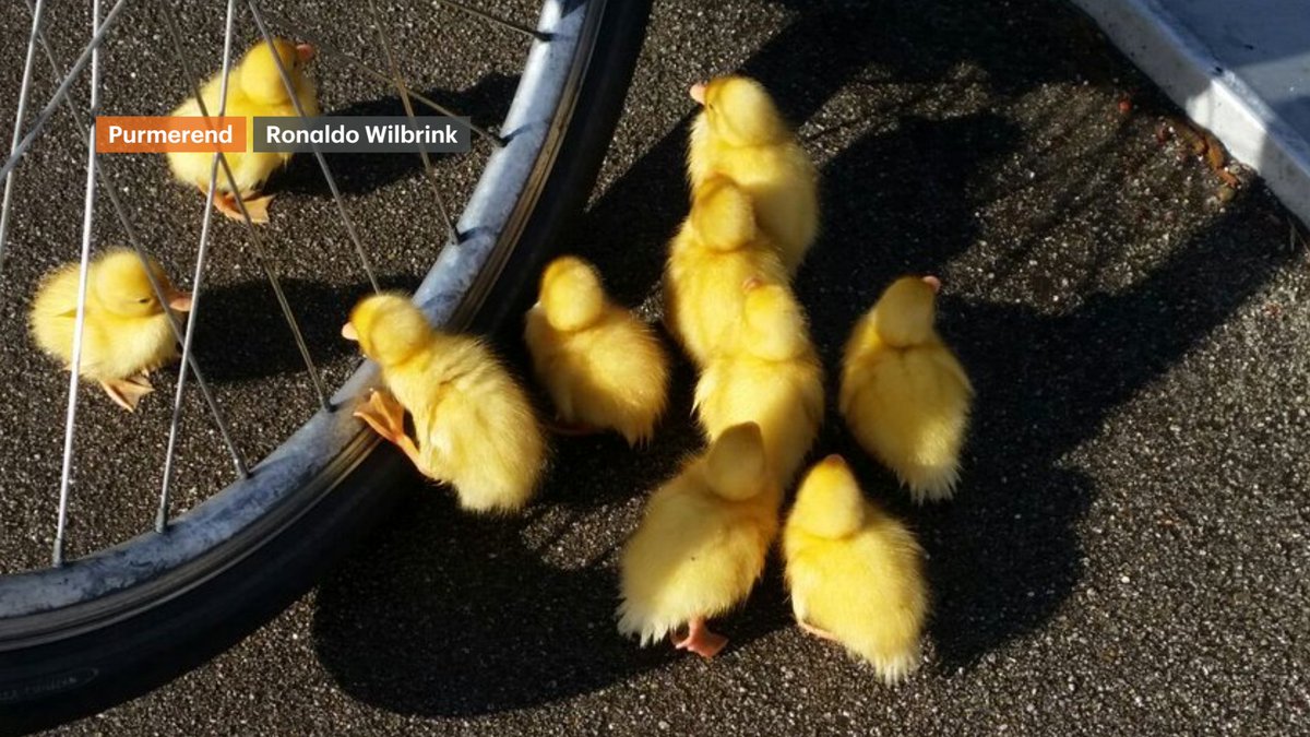 BuienRadarNL's tweet image. Het 'loopt niet spaak', lekker lenteweer komt er aan! Morgen zonnig, het weekend zeer zacht buienradar.nl/weerbericht-ne…