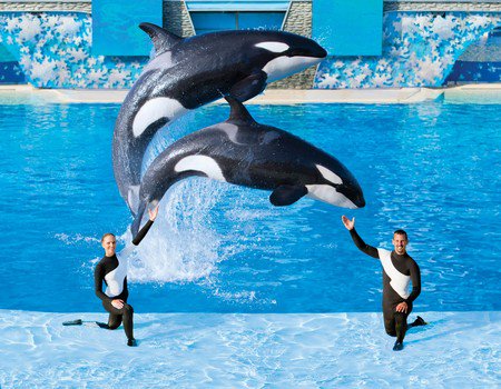 Orca United tweet media