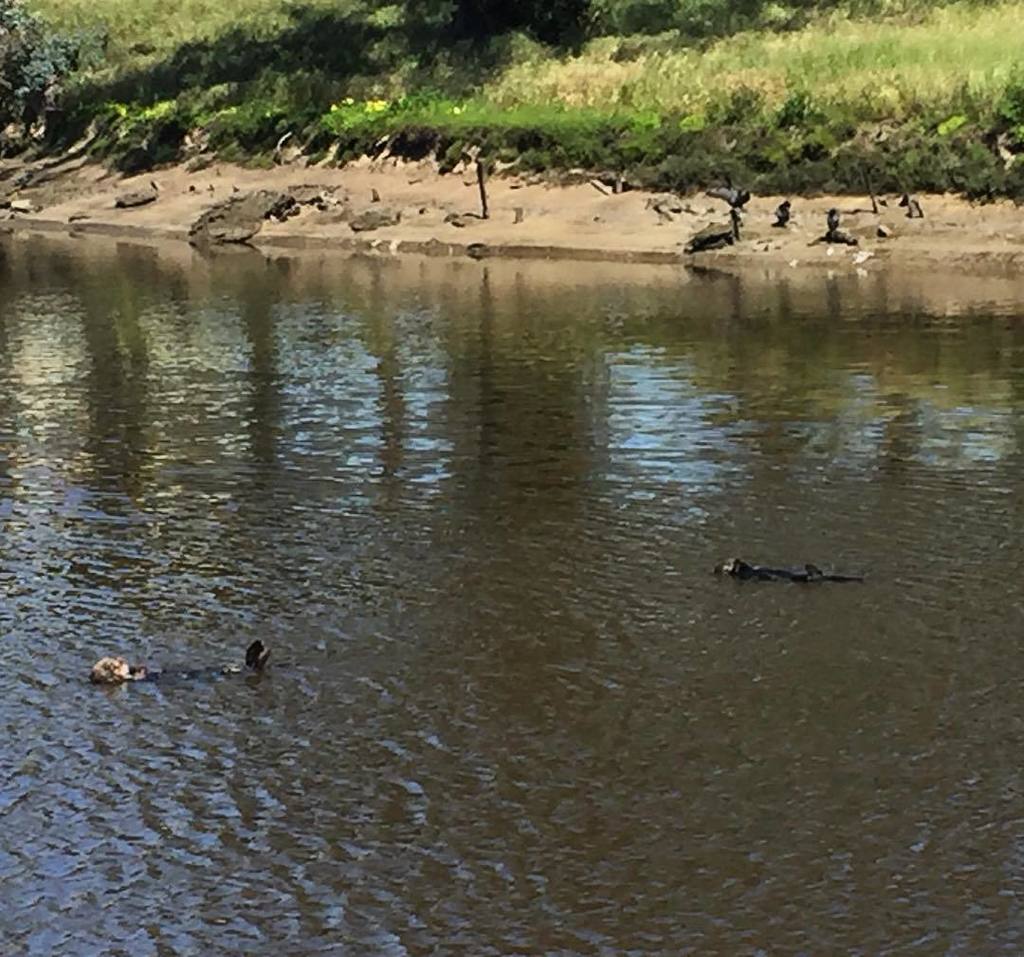 2Bfreelance's tweet photo. Sea otters just hangin' out. #seaotter #marinemammals #california #coastalliving #gladtobe… https://t.co/AX310jUezS https://t.co/qOaQu68MQ9
