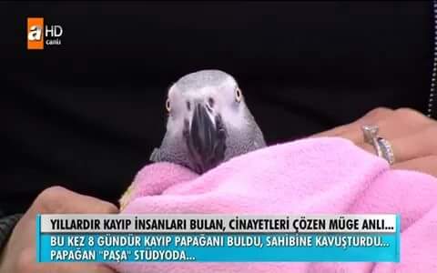 ucamayanuncorn's tweet photo. Onu nasıl buldun amk #MügeAnlı https://t.co/z2S526rrDF