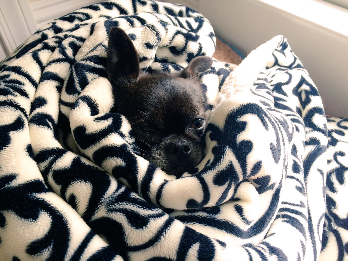 lolapugprincess's tweet photo. 1 must always b ready 2 receive messages from the mother ship. #adogslife #puggery #doglovers #ilovemydog #cutedogs https://t.co/bSZiT4mXNW