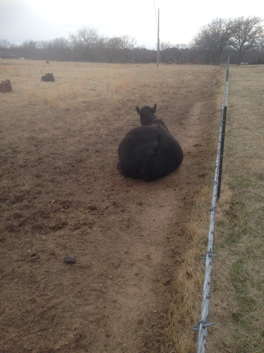 GP3FarmLLC's tweet photo. #mommagivingbirth #Cattle #rancher https://t.co/MkWWROmY8B