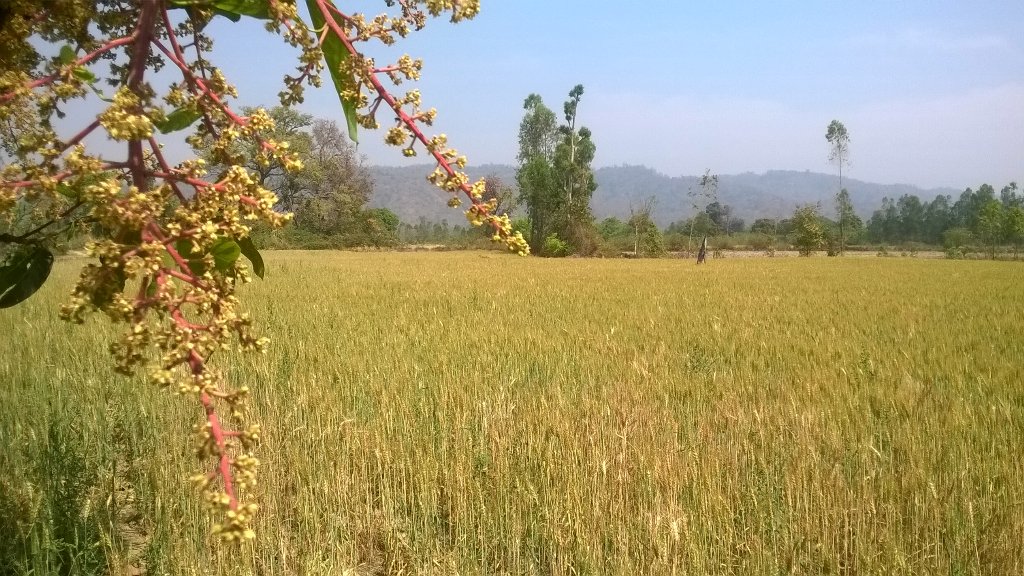 NomadicFoot's tweet photo. #wheat #crop #agriculture #badhapur #Nagina #travel #Uttarpradesh https://t.co/gO9CtzDNqB