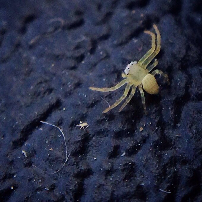 macmarklemore's tweet image. This van has a stowaway! #VanLife #tiny #spider #macro #VanAcrossAmerica